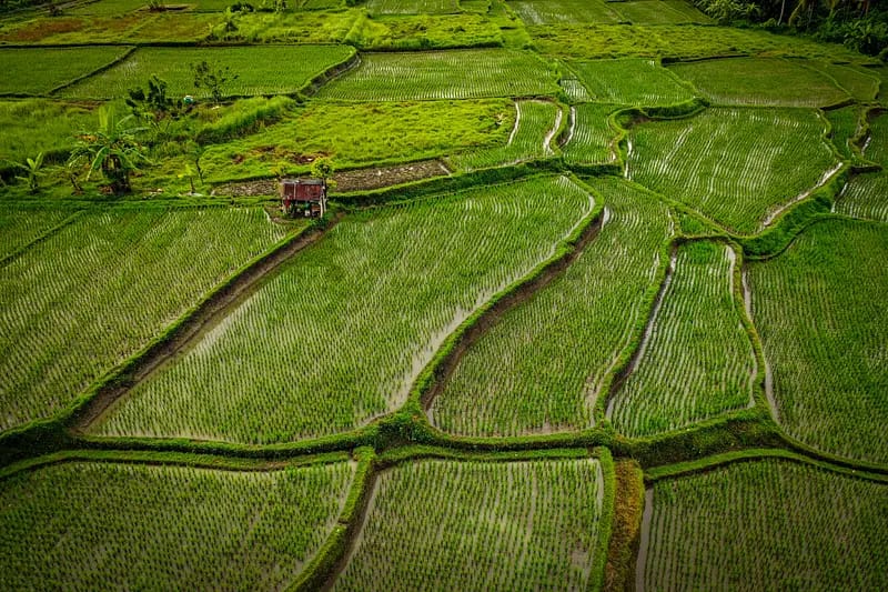 bali artikel budaya padi bali majalah perjalanan karma instan