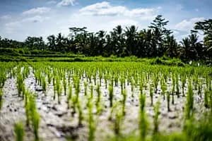 bali articolo sulla cultura del riso balinese rivista di viaggi karma istantaneo