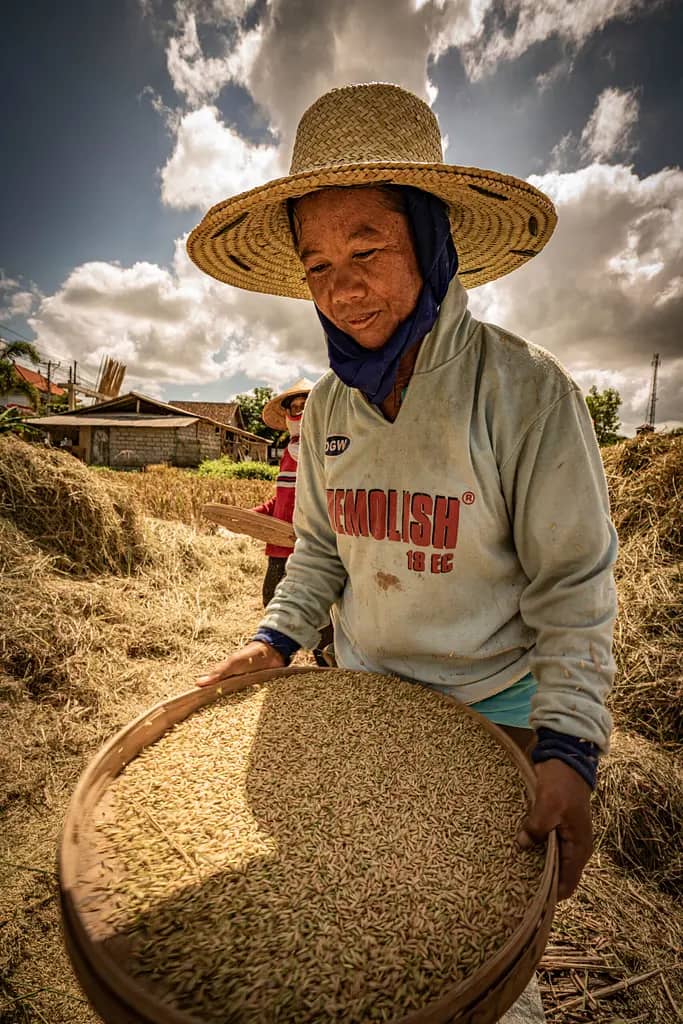 bali articolo sulla cultura del riso balinese rivista di viaggio karma istantaneo raccolto a mano