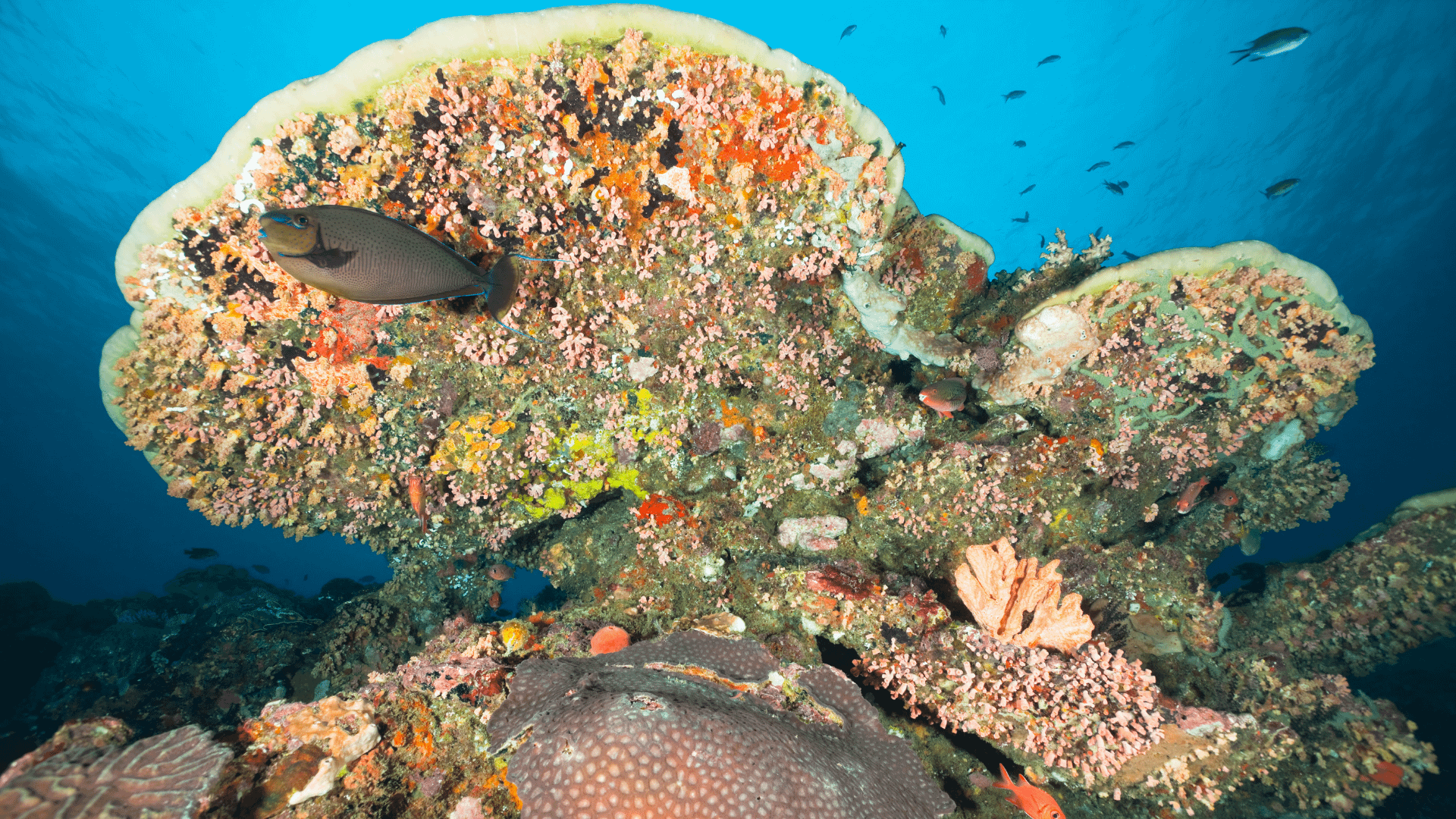 Toya Pakeh Nusa Penida Bali Snorkeling e immersioni nella baia di cristallo